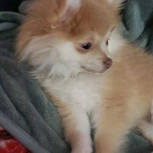 Meet your Posher, Connie